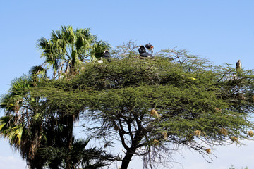 Marabou Storks atop an Acacia Tree