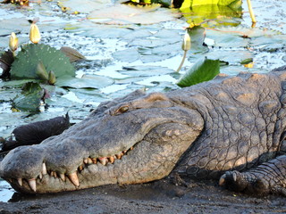 Crocodile Up close