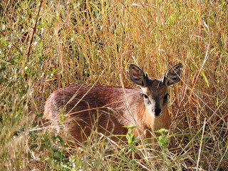 Grysbok in the grass