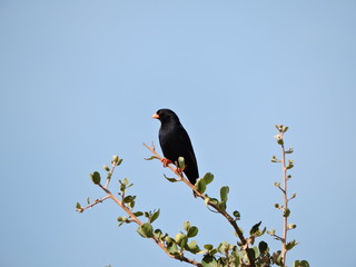 Village Indigobird