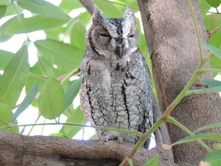 African Scops Owl