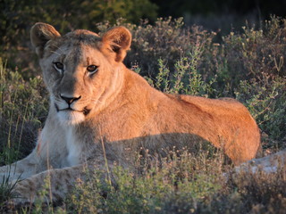 Lion in the early morning light