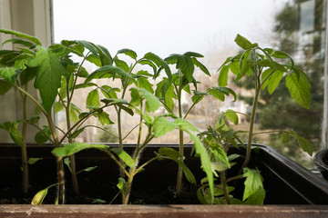 grown tomato seedlings on the window, spring gardening time                               
