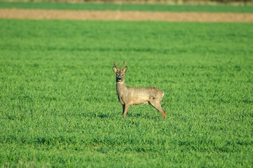 Rehwild im Frühjahr