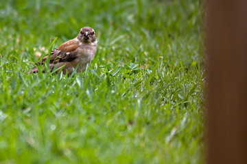 A small bird looking at the viewer