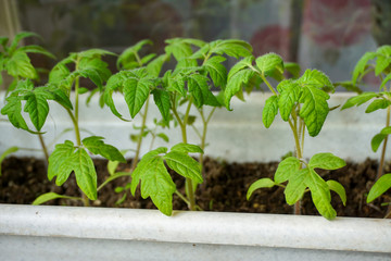 grown tomato seedlings on the window, spring gardening time                               