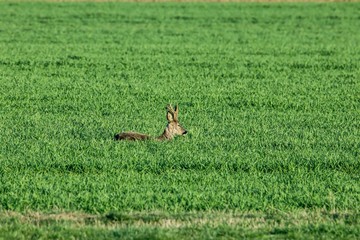 Rehwild im Frühjahr