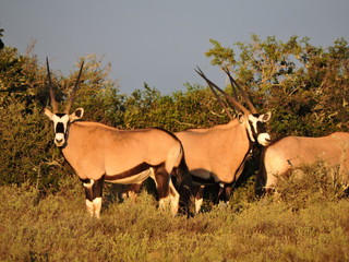 Oryx in the morning light