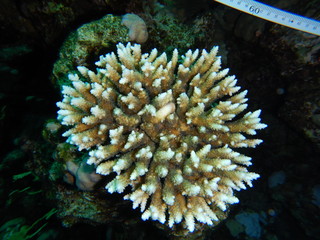 Naklejka na ściany i meble Coral reefs, Acropora, Millipora