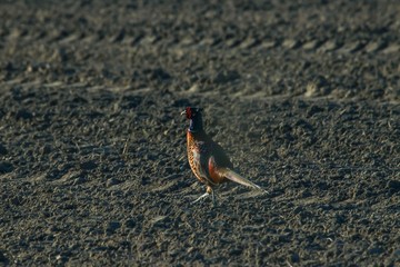 Fasan in freier Natur