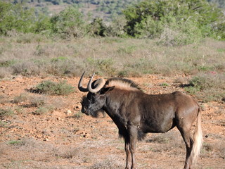 Black Wildebeest