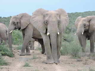 Obraz premium Elephant family roadblock