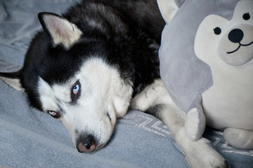 Fototapeta premium Siberian Husky laid his head on his favorite toy in the form of a Husky dog.