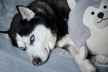 Siberian Husky laid his head on his favorite toy in the form of a Husky dog.