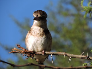 Brown hooded Kingfisher