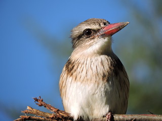 Brown hooded Kingfisher