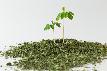 Small Moringa tree and leaves on a white background - Moringa oleifera