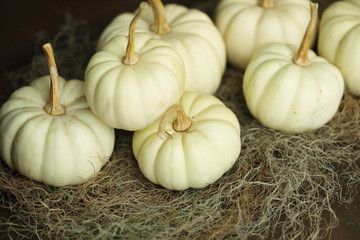 白いカボチャ