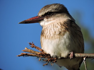 Brown hooded Kingfisher