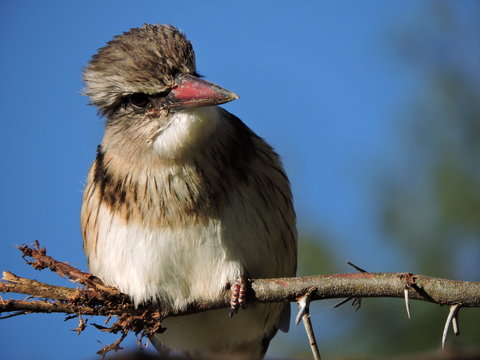 Brown Hooded Kingfisher