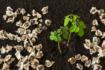 Small Moringa tree and seeds on a ground background - Moringa oleifera