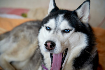 Black-white blue-eyed husky yawns at home on the bed from boredom.