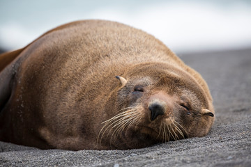 Seals