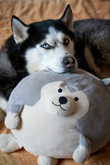Siberian Husky laid his head on his favorite toy in the form of a Husky dog.