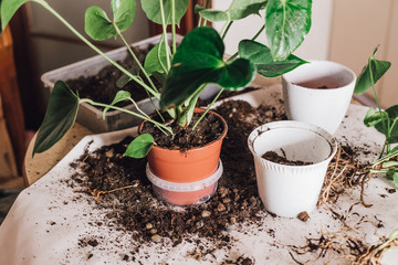 Women's hands are transplanting indoor plants into new pots