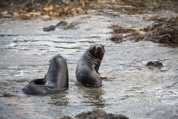 Seals