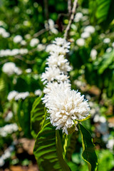 Coffee tree blossom with white color flowers on Coffee Plantation, Cau Dat town, Da Lat, Vietnam