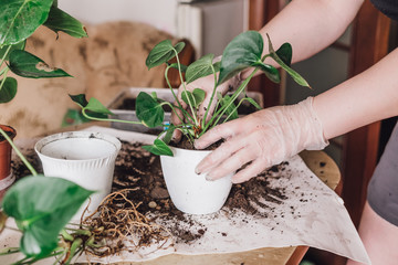 Women's hands are transplanting indoor plants into new pots