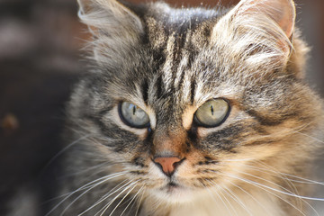 Fototapeta na wymiar Portrait of Norwegian Cat, Fluffy grey cat eyes