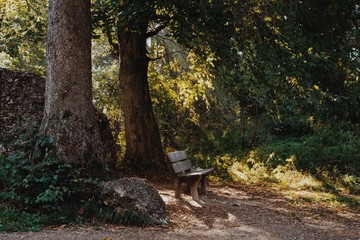 The beautiful woods of Zurich, Switzerland. 