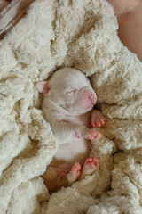 newborn blind puppies lie on a blanket in a basket top view