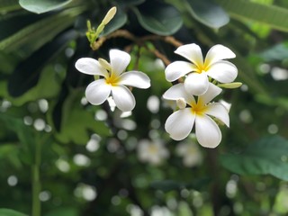 Obraz na płótnie Canvas Beautiful White Plumeria flowers growth in botanical garden. Natural background, flowers blossom in summer light. Tropical botanical trees. Selective focus.