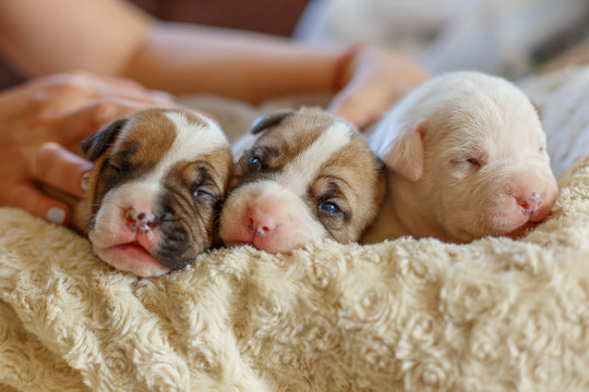 newborn blind puppies lie on a blanket in a basket