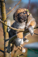 Little shaggy puppy hanging on a tree branch.