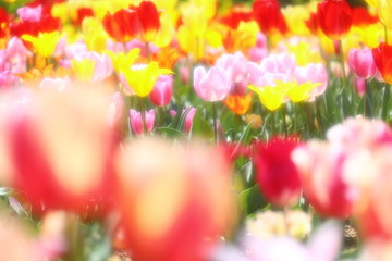 ソフトイメージ_チューリップ