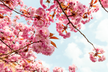 Beautiful Pink Sakura flowers, cherry blossom during springtime against blue sky, toned image with sun leak