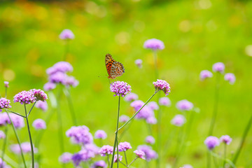 かわいいチョウチョウ