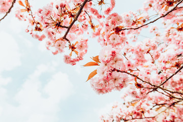 Fototapety  Piękne różowe kwiaty sakura, kwiat wiśni wiosną na tle błękitnego nieba, stonowany obraz z wyciekiem słońca