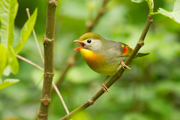 Obraz premium Ruiseñor del japón (leiothrix lutea), en la rama con fondo verde.
