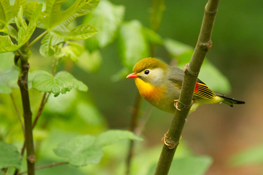 Ruiseñor del japón (leiothrix lutea), pequeño pájaro verde con pico rojo sobre fondo verde.
