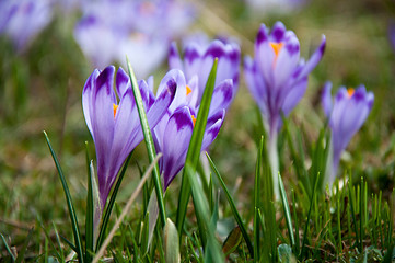 Krokusy w Dolinie Chochołowskiej