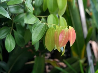 Obraz premium Beautiful Cinnamon leaves growth in herb botanical garden.Tropical botanical trees.Close up of multiple foliage.Selective focus.