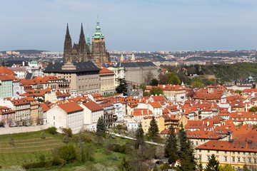 Fototapeta premium Spring Prague City with gothic Castle and the green Nature and flowering Trees from the Hill Petrin, Czech Republic