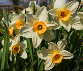 Beautiful meadow with White Daffodils spring blossom