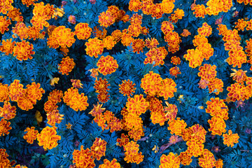 Orange small flowers beautiful blooming in the garden.