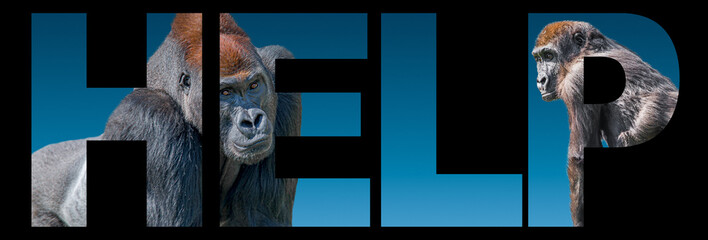 Banner with portrait of wildlife, two African gorillas at blue gradient background with bold text help, closeup, details